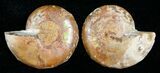 Small Desmoceras Ammonite Pair #5315-1